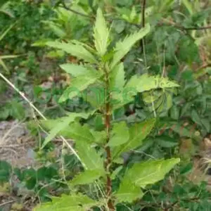 Epazote Fresco (Apasote)