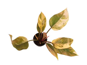 Variegated Philodendron ‘Red Congo’ 4” Potted Live Plant - Rare Variegated Houseplant - Exotic Tropical Aroid - Pink, Cream, & Burgundy Foliage - Collector’s Item - Self-Heading Philodendron - Unique Indoor Plant - Statement Greenery