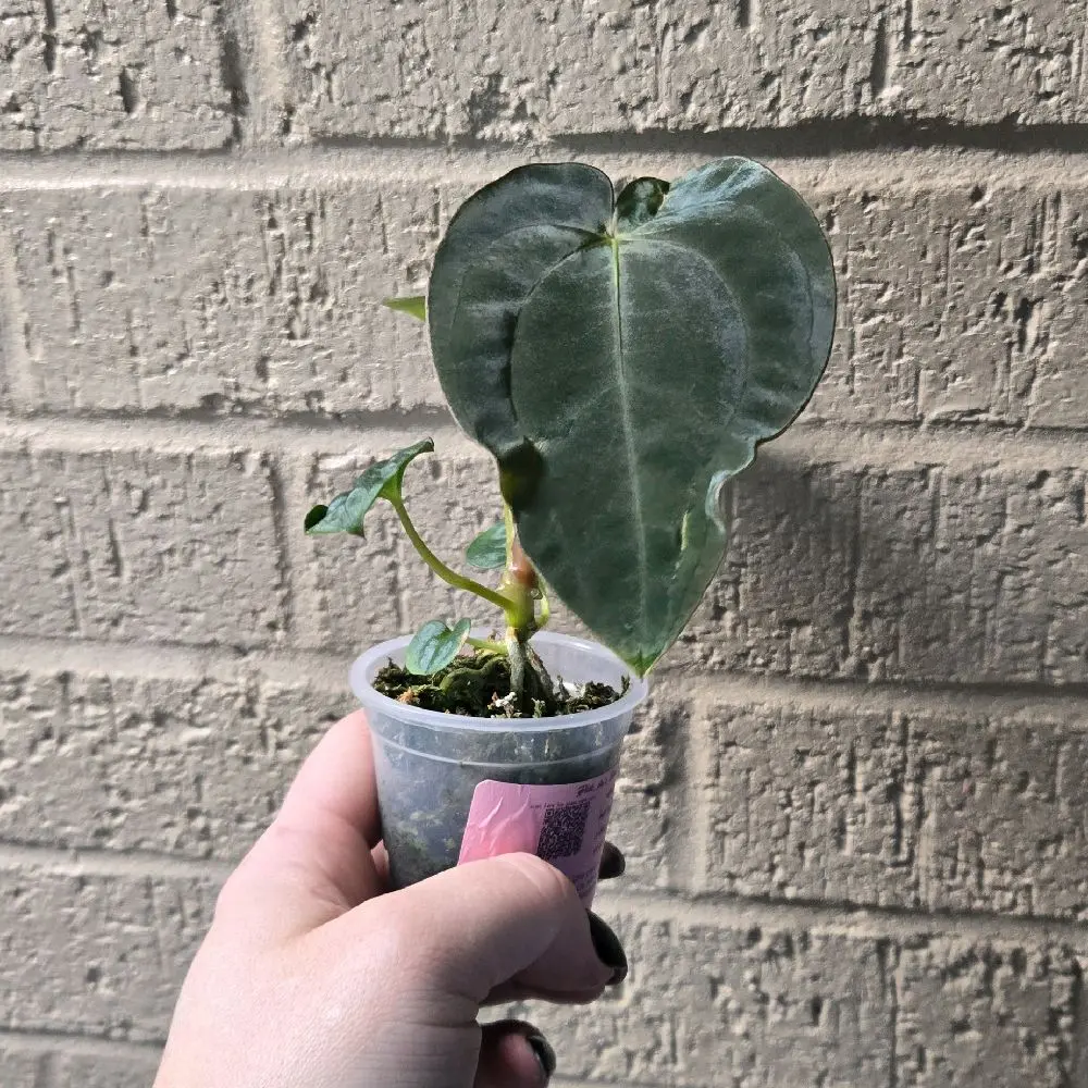 anthurium papi x dark phoenix