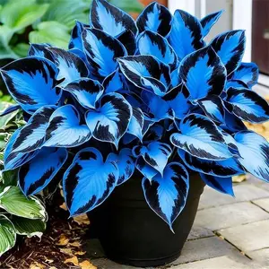 Flower Seeds Easy Planting Mix Color Hosta Seeds 280pcs – Perennial Shade Plant Garden Favorite – Elegant Foliage Plant for Gifts & Home Landscaping