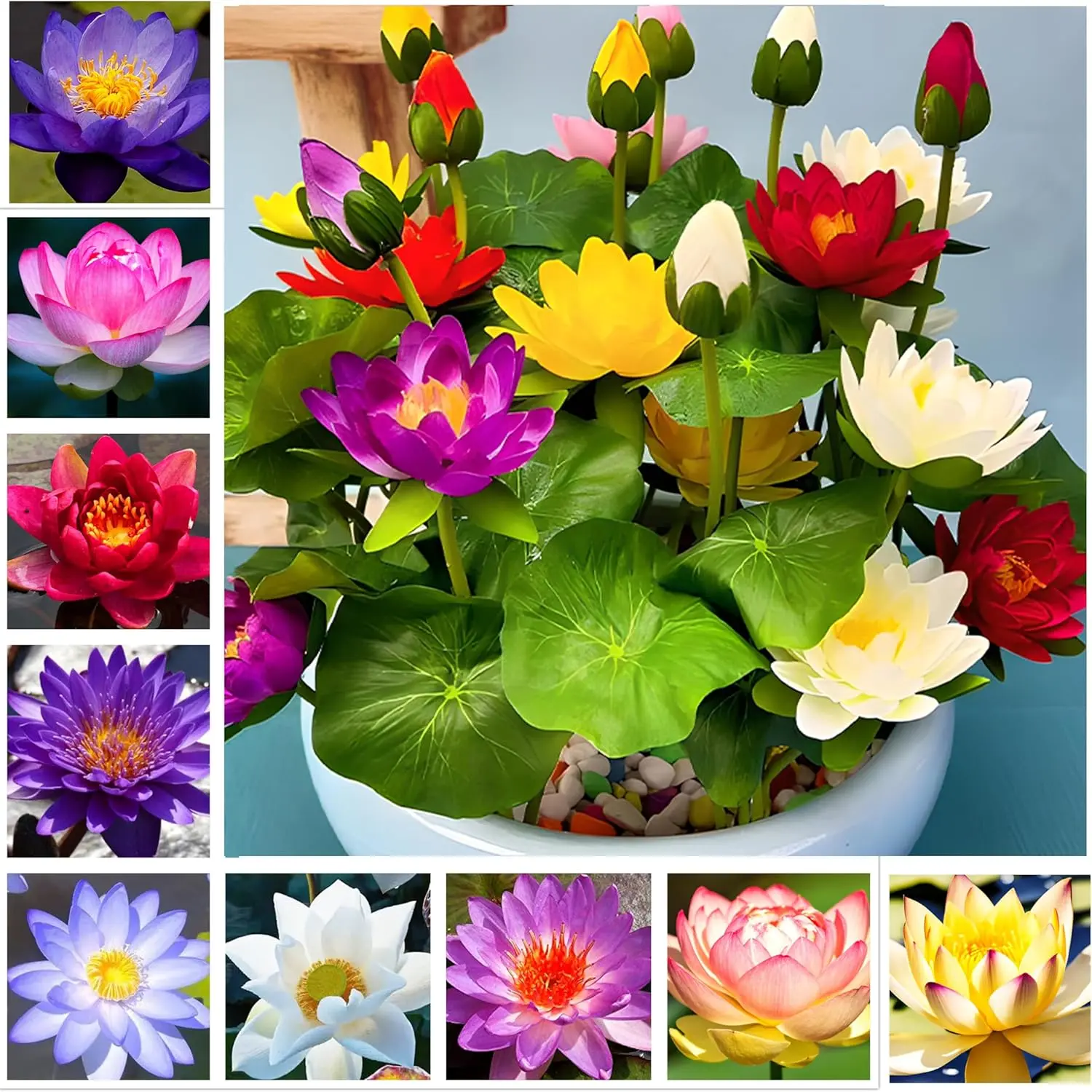 40Pcs Mixed Color Bonsai Bowl Lotus Seeds - Exotic Water Lily Flower Plant Seeds for Ornamental Pond and Home Planting