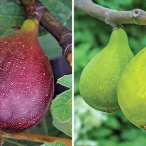 Fignomenal Dwarf Fig Live Plant - Ficus carica - Starter Potted Plant for Indoor Outdoor Home Decor, Gift Essential for House 3-8 inches tall