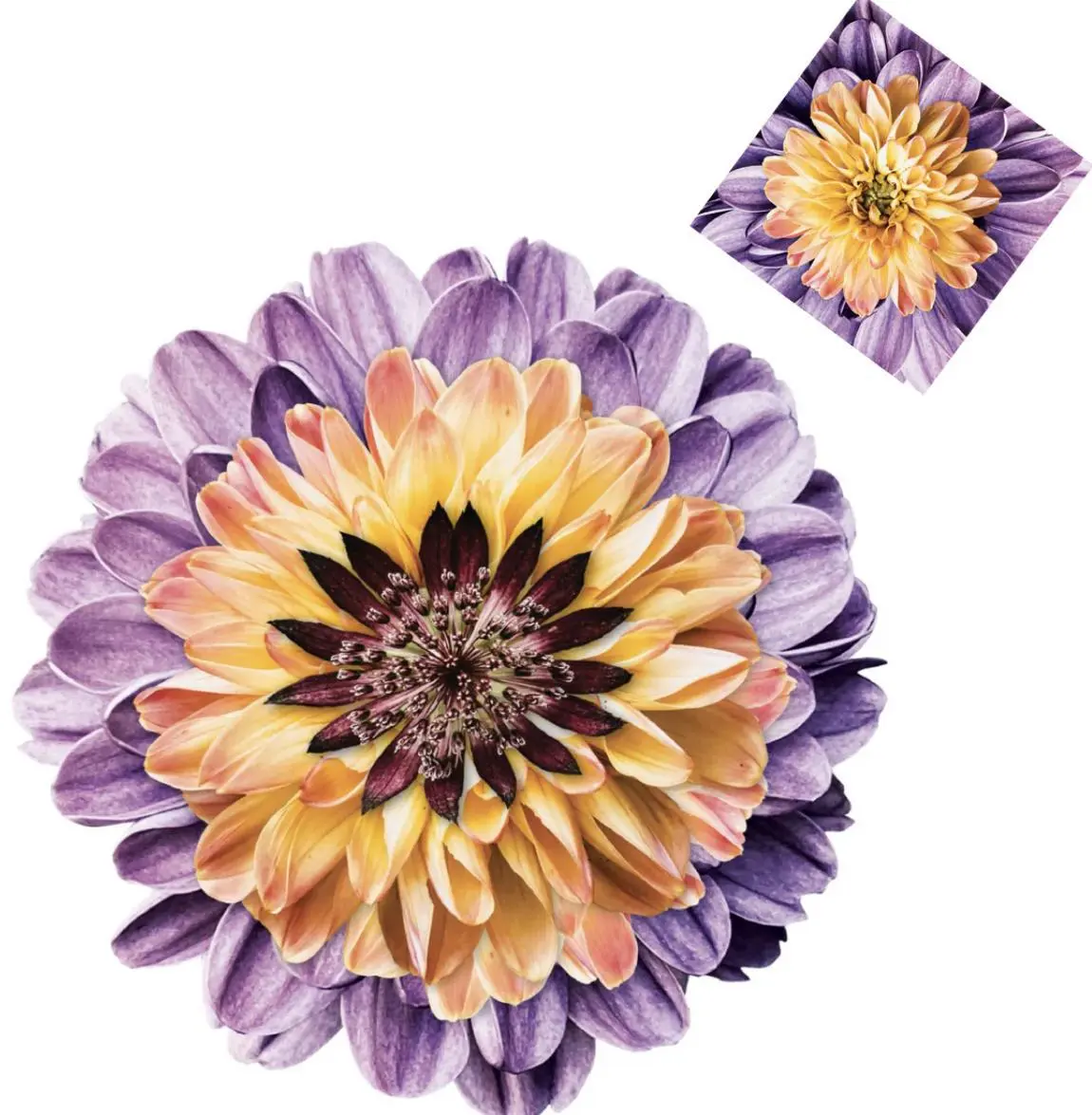 Purple Flower Paper Placemat With Coasters (12 Count)