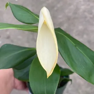 Philodendron pteromischum 'Napo'