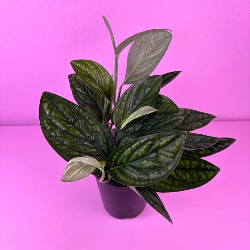 Monstera Karstenianum 'Peru' 6” | Monstera Peru | Collector Plant