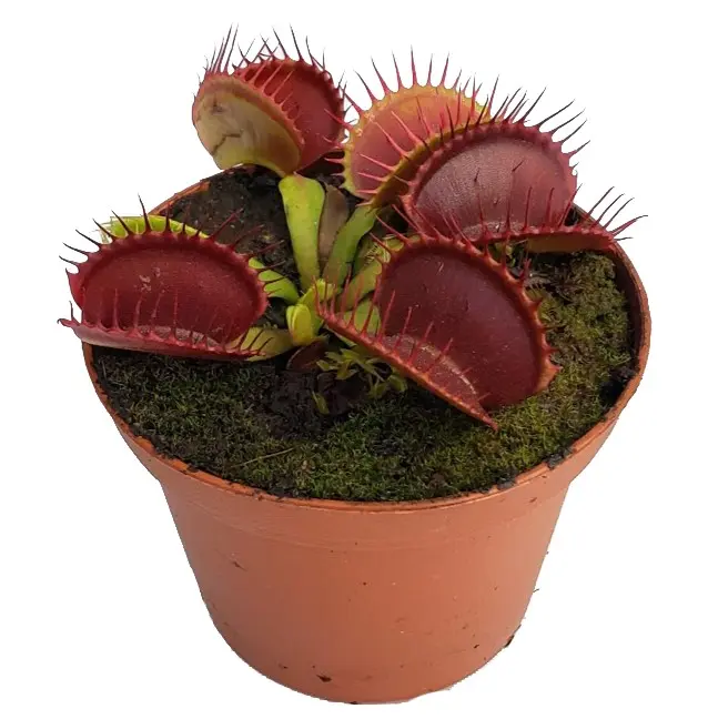 Venus Flytrap Plant - Fully-Grown - Bug-Eating Carnivorous Plant - Live Arrival Guarantee - Growing in Moss Plug - 3.5" Pot Included - Predatory Plants