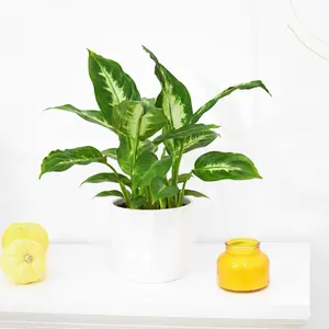 Dieffenbachia Camille