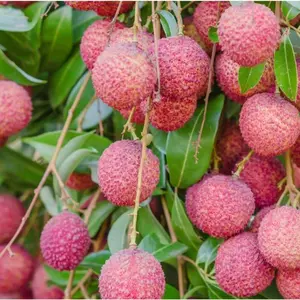 plant seedsFruit tree seeds--50 Lychee seeds are sweet and. They can be sown throughout the year and are easy to grow. They can be planted on balconies, in outdoor gardens, and in orchards