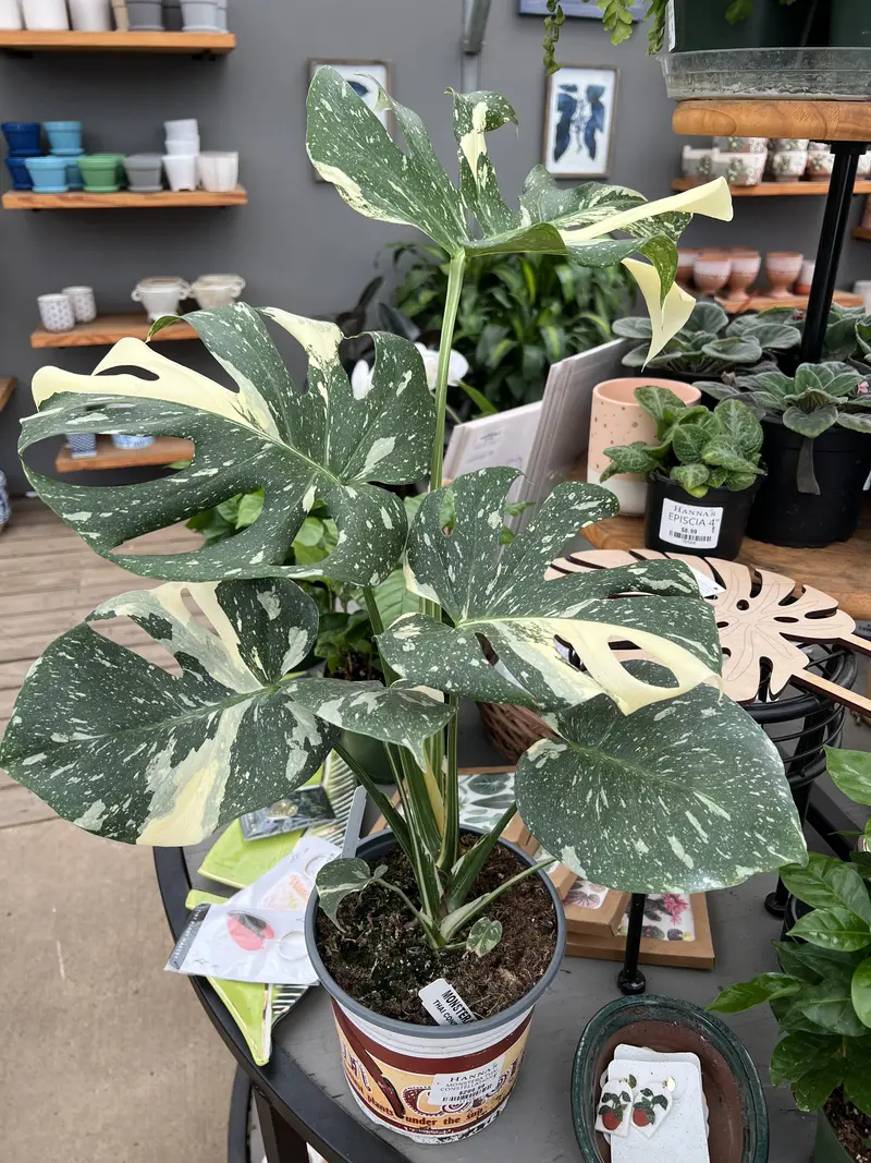 sansevieria black Sansevieria trifasciata Black Gold Leaf (snake plant)