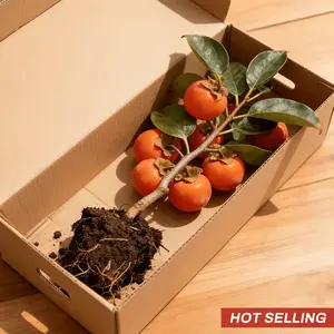 Small seed thick persimmon seedlings, cold-resistant and easy to seed, fast growth, 8-10 inches, novice-friendly, high fiber to aid digestion, fruit of the same year, suitable for indoor/outdoor