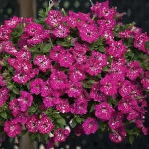 Starry Sky Petunia Seed Mixed Color for Planting, Speckled Night Bloom Flowers, Trailing Blooms for Hanging Baskets & Balcony Gardens