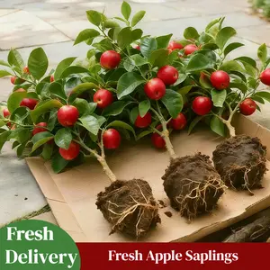 Apple Tree Live Plant | Sweet Edible Fruit Tree | Easy Grow for Home Garden