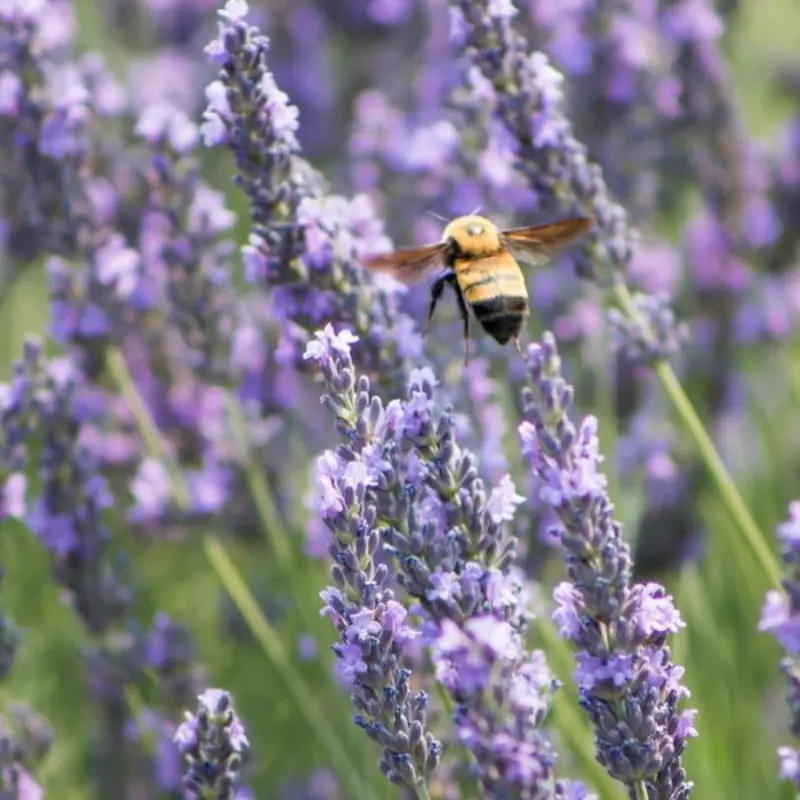 Lavender ‘Munstead’ (Lavandula angustifolia ‘Munstead’) – Compact, fragrant lavender with deep purple flowers, ideal for herb gardens, teas, and pollinator habitats.