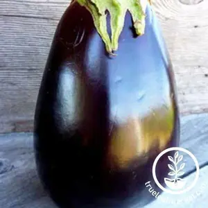 Eggplant Seeds - Odyssey F1 Hybrid