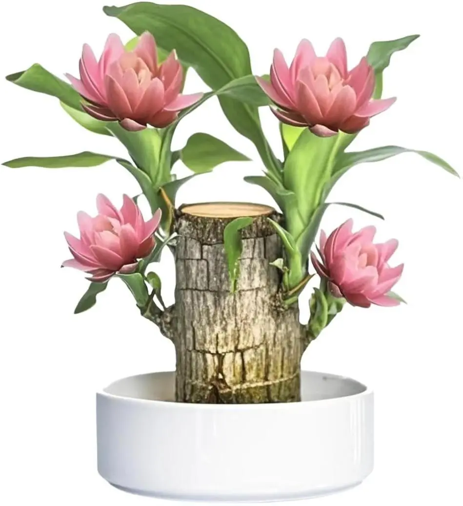 Brazil Lucky Tree Hand-Crafted Wooden Ornament with Mysterious Doll Base for Good Fortune & Wealth Indoor Decor 2.46" Height