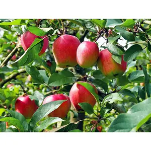 Anna Apple Tree - Live Fruit Tree in a 3 Gallon Pot - Malus Domestica 'Anna' - Tropical Edible Fruit Bearing Tree