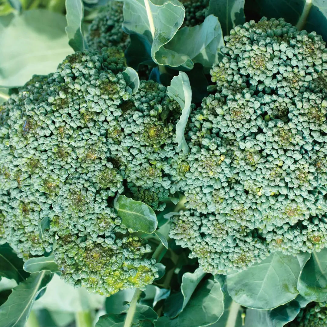 Organic Broccoli "De Cicco" Italian Seeds (Brassica oleracea var. italica) – 50+ Seeds Heirloom, Flavorful, and Versatile