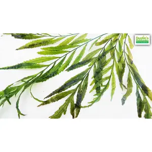 Bolbitus (BULLET PROOF) heudelotii, African Water Fern