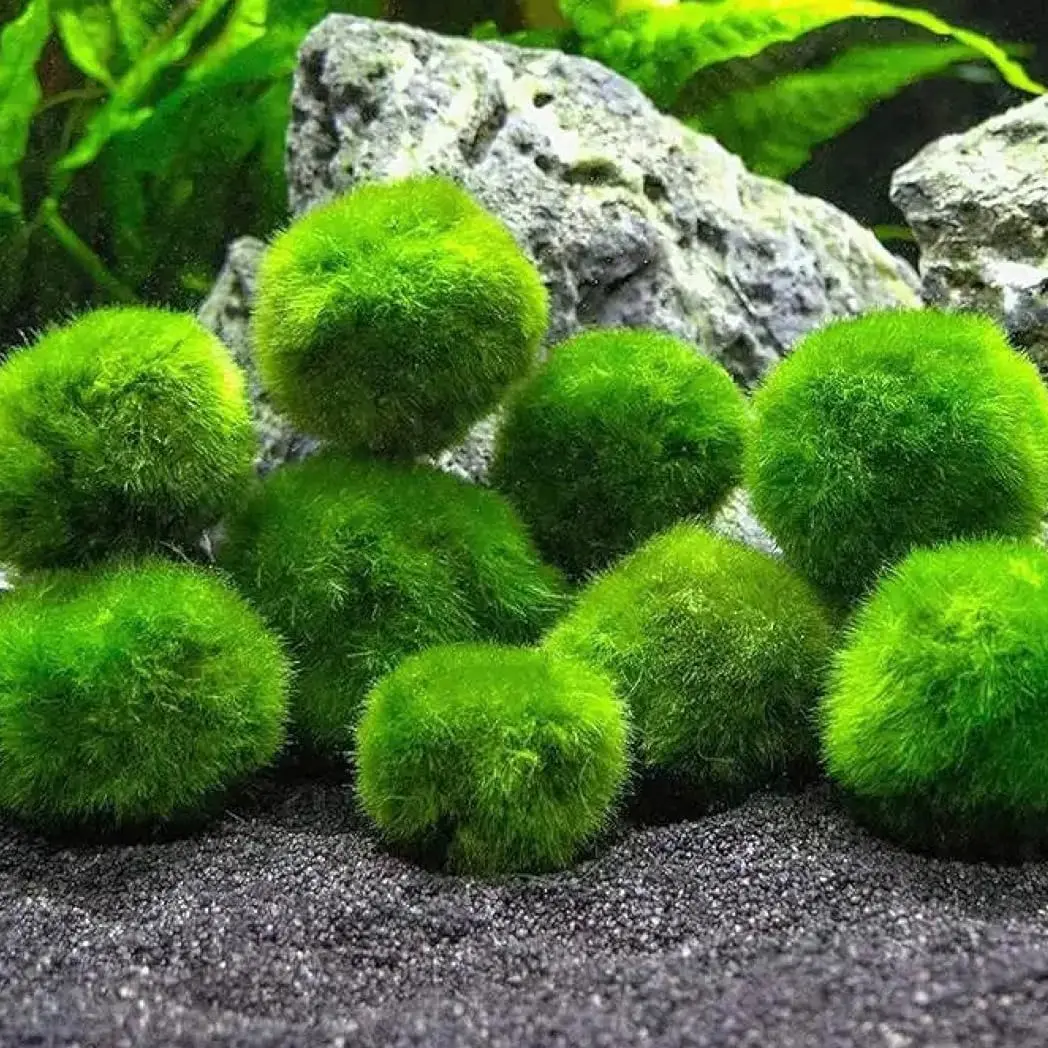 2-Pack Moss Pebbles Balls for Fish Tank Decoration, Green Moss Aquatic Balls, 1.3-1.6 inches Aquarium Building Set Natural