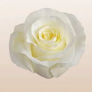 First Lady Roses Pure White Medium Bloom 50 Petals Year-round Ecuador Fresh Bud Form 12 Days Vase Life Mini-Pack 50 Stems Large Pack 100 Stems