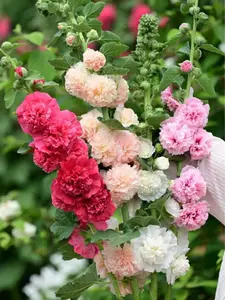 200pcs Double Hollyhock Seeds Radiant Rose - Non-GMO Heirloom, Hardy Biennial, Vibrant Mixed Colors for Tall Garden Blooms