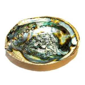Green Abalone Sea Shell One Side Polished Beach Craft 6" - 7" (1 pc) #JC-18