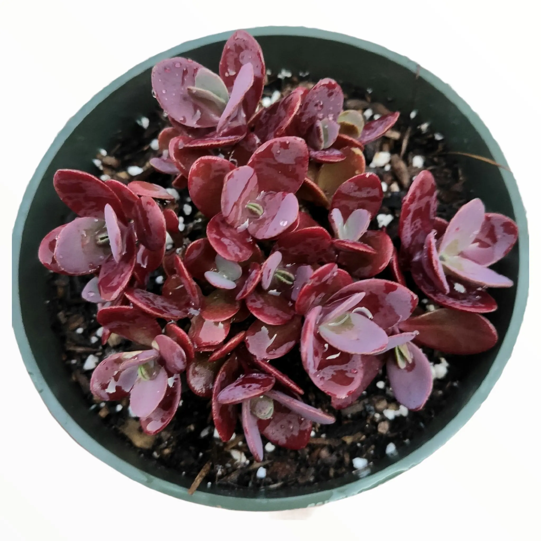 SunSparkler® Sedum 'Cherry Tart' SunSparkler® Sedum 'Cherry Tart'