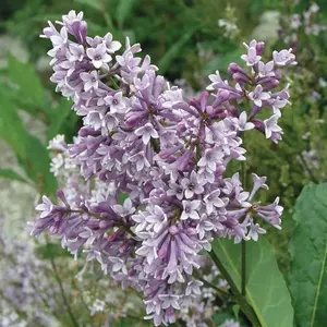 Donald Wyman Lilac Seedling for Growing - 1 Year Seedling - Ready to Plant (1 Seedling)