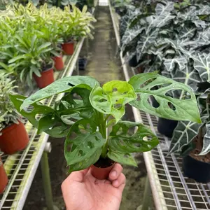 Monstera Adansonii 'Swiss Cheese'
