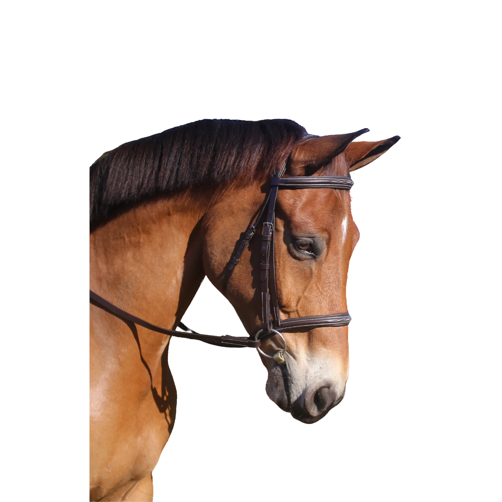 Avignon Nashville Bridle