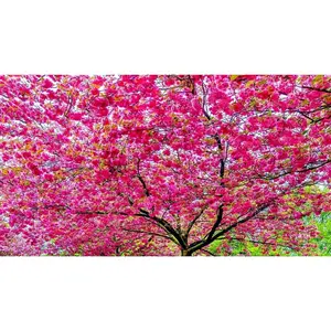 Green River 5 Dark Pink Flowering Cherry Tree Seeds - Seasonal Shade Tree, Flower Seed Pack, Spring Garden Feature, Perennial Bloom Spectacle