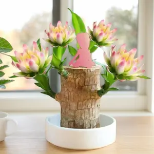 Brazilian Lucky Wood Hydroponic Plant - a symbol of Fortune and Luck. Low-maintenance and versatile, it accents any indoor or outdoor environment with ease.It also acts as a natural air purifier.