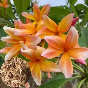 Green River 10 Peach Yellow Plumeria Seeds - Flower Seed Pack, Premium Tropical Perennial Blooms, Fragrant Garden Flowers for Pots or Yard, Plant Plumeria Seeds for Exotic Charm