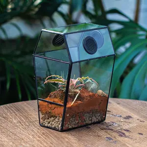 NCYP Gothic Coffin Shape Glass Enclosure with Vent Holes, for Jumping Spider, Snails, Insects, Terrarium Only Box Animal