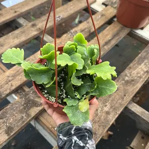 Rhipsalis Oblonga 6 inch pot