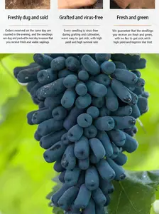 Sweet Sapphire Moonlight Tear Grape Vine Starter Plant – Easy Grow Blue Table Grapes for Home Garden, Climbing Fruit Vine for Patio, Arbor & Vertical Gardening