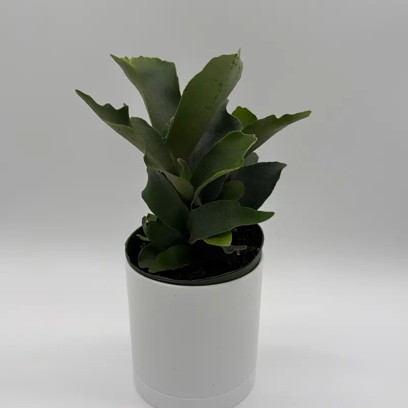 Staghorn Fern 6" Pot Pet Friendly Plant with Unique Leaves for Safe House Decor Centerpiece Nature Room Ornaments Easy Care Indoor Outdoor