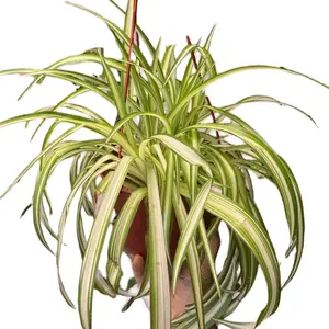 6” Spider Plant Live Plant | Full Hanging Chlorophytum comosum | Pet Friendly Indoor Plant | Easy Care Houseplant