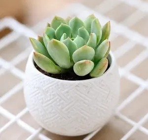 Graptoveria 'A Grim One'