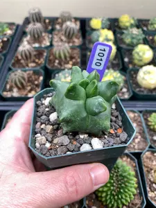 Astrophytum Myriostigma cv. Kikko Cactus Succulent - Small Potted Flowers and Plants for Home Garden Decor