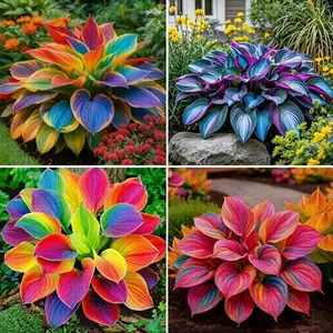 220+ Mixed Color Hosta Seeds for Planting - Hostas Seeds Rare Perennial, Flower Seed Beauties Easy to Grow Low Maintenance Heart Shaped Leaves Heart Hosta Plants for Outdoors Garden