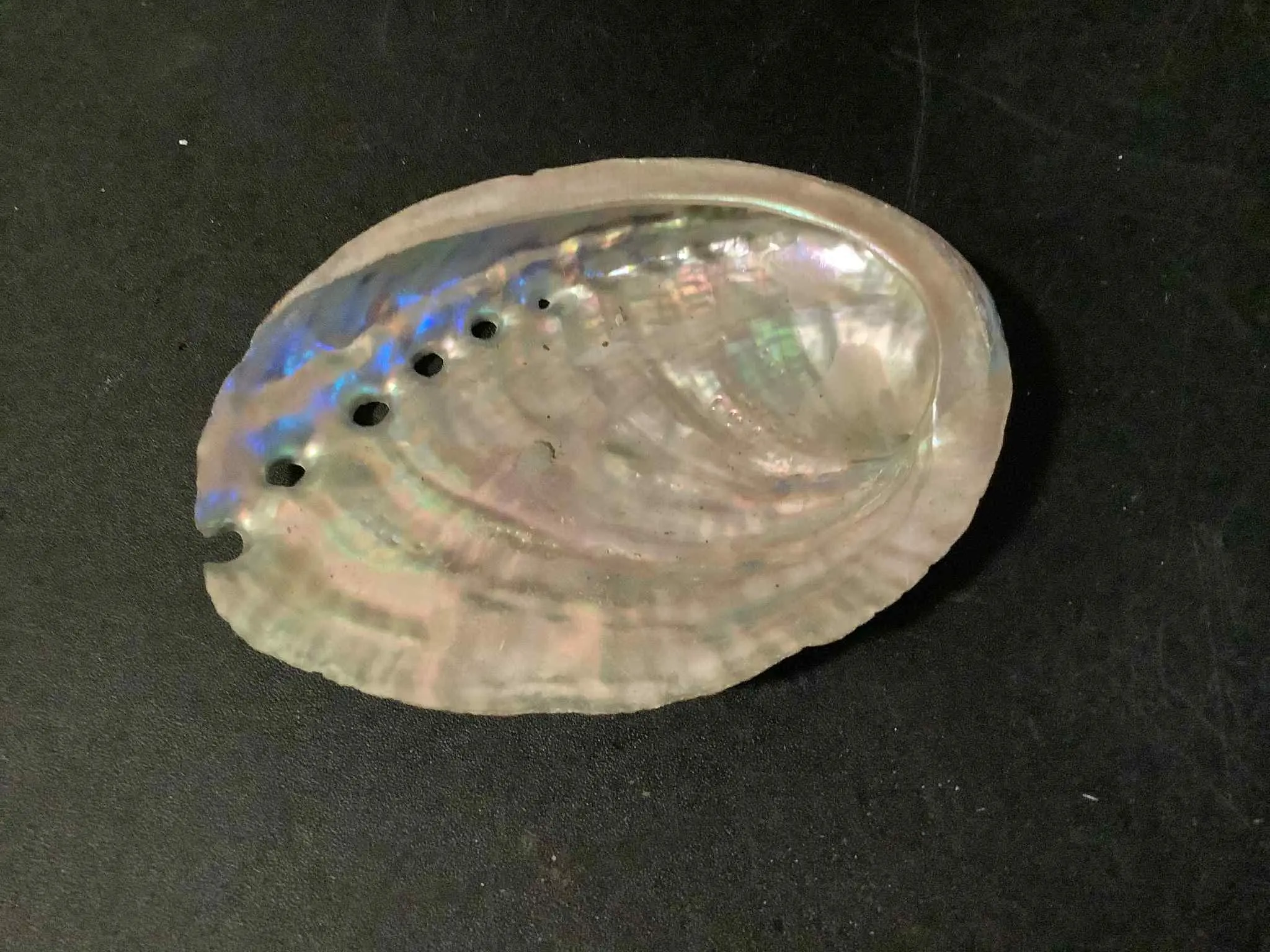 Abalone Shell Decorative & Functional Natural Design for Home & Office Decor Enhances Elegance and Style