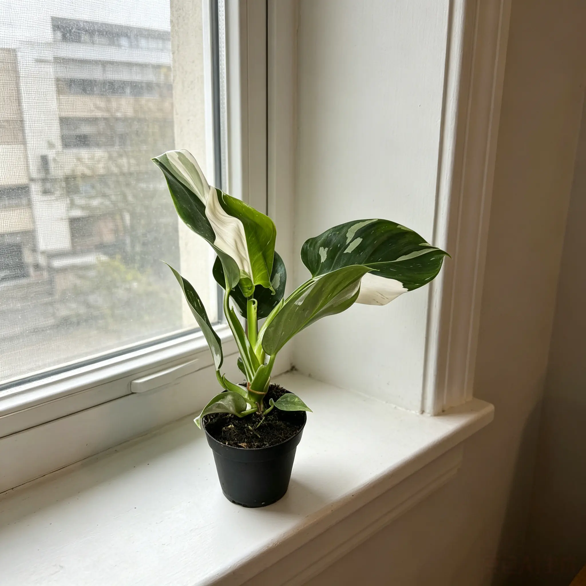 RZ-29   Philodendron White Wizard Plant in 4 Inch Nursery Pot, Cream and Deep Green Variegated Broad Leaf Indoor Houseplant for Desks, Shelves & Office Decor, Compact Low Maintenance Foliage for Apartments, Tabletop Displays & Beginner Plant Collections