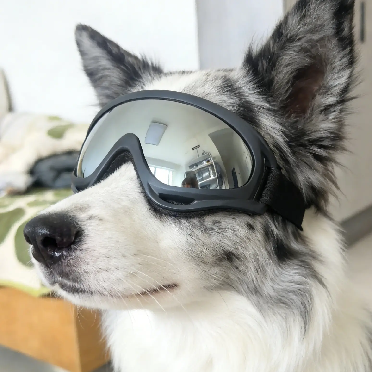 Frosted pet glasses, dog sunglasses Outdoor suitable for medium and large dogs, dog goggles, dog colorful glasses, Clothing
