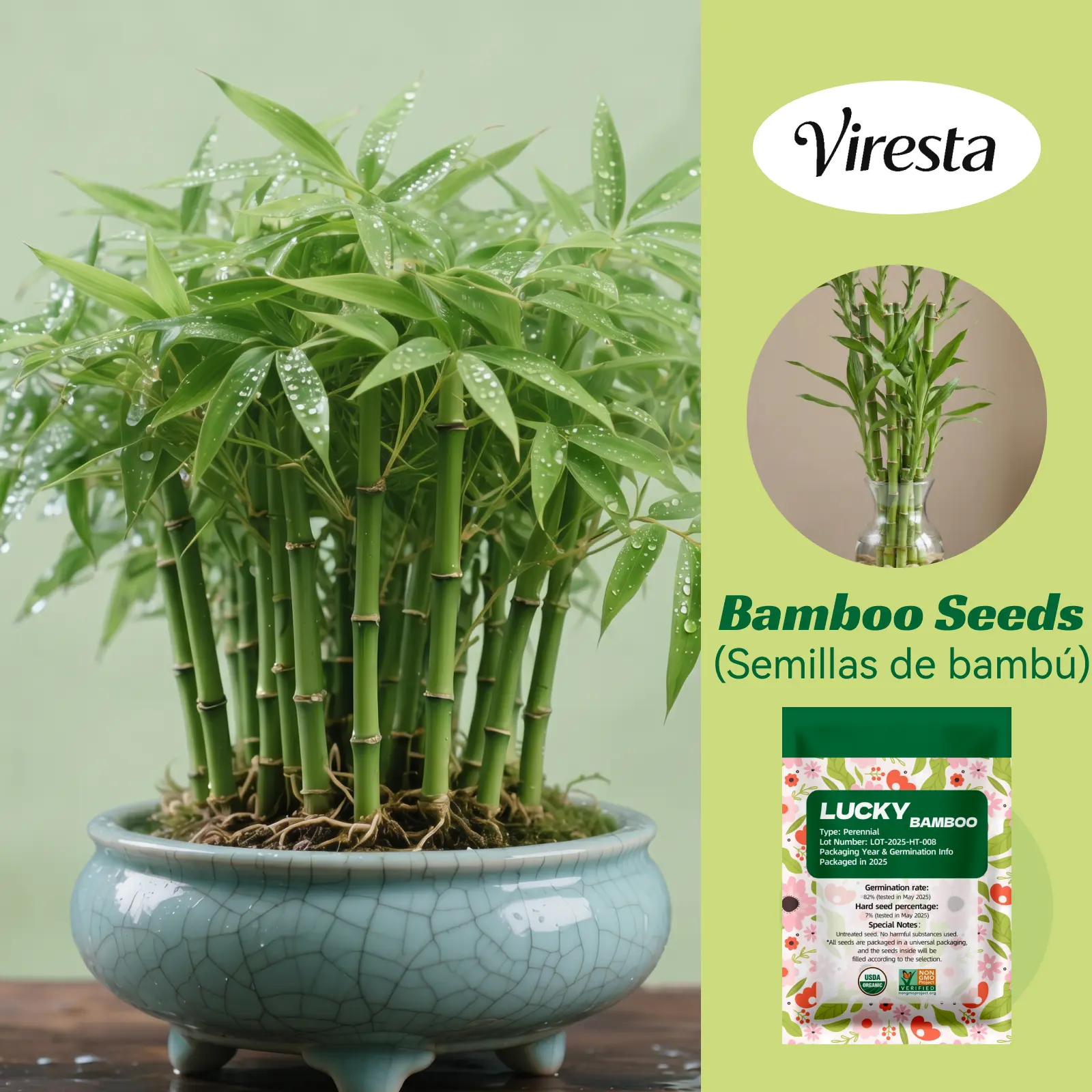 Lucky Bamboo Cypress Seeds - Decorative All-Seasons Bamboo Plant for Beginners, Indoor Low-Light Houseplants, Feng Shui Picks That Adds Positive Energy to Home Decor