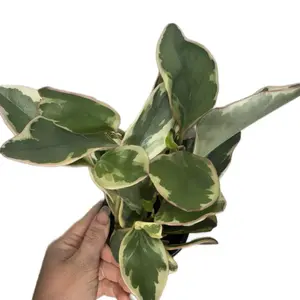 4” Peperomia ‘ Ginny’ | Pet-safe