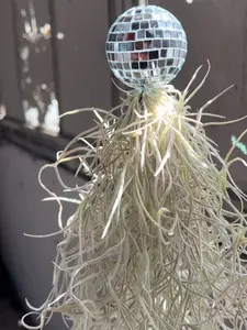 Hanging Disco Plant