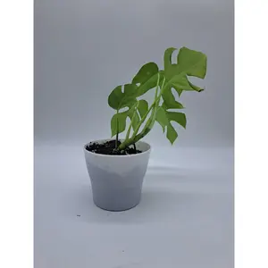 Mini Monstera