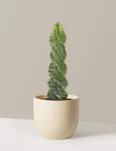 Spiral Cactus