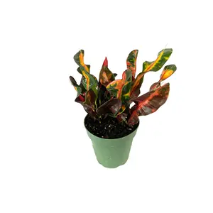 Croton Mammy - Live Plant in a 4 Inch Pot - Codiaeum 'Mammy' - Tropical Easy Care Indoor Houseplant